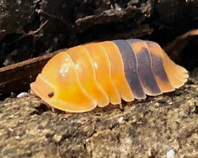 Isopod - Amber Ducky, (Cubaris sp. "Amber Ducky") - Richard’s Inverts