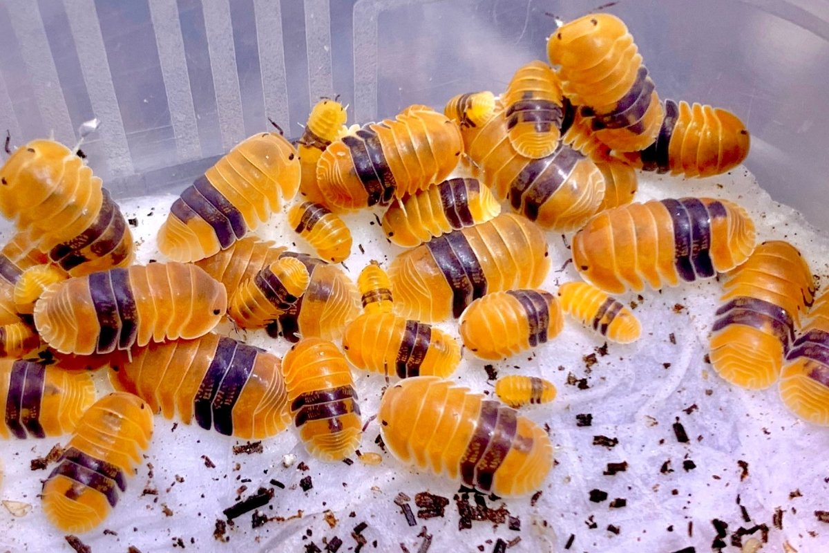 Isopod - Amber Ducky, (Cubaris sp. "Amber Ducky") - Richard’s Inverts