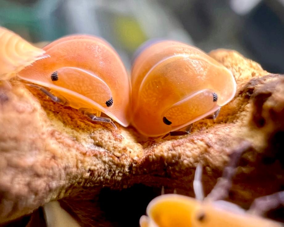 Isopod - Amber Ducky, (Cubaris sp. "Amber Ducky") - Richard’s Inverts