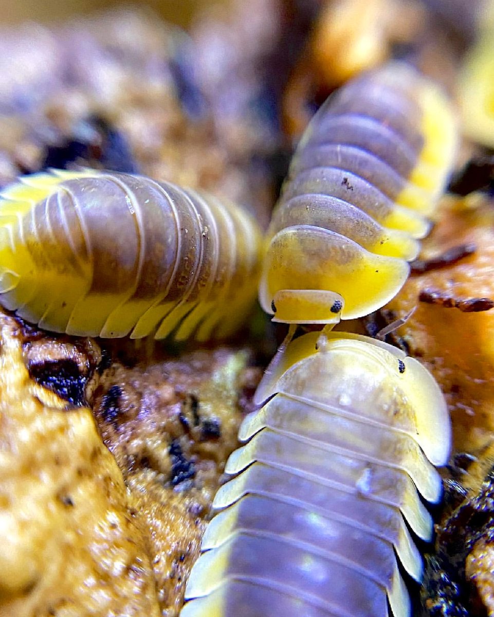 Isopod - Lemon Blue, (Cubaris sp. "Lemon Blue") - Richard’s Inverts