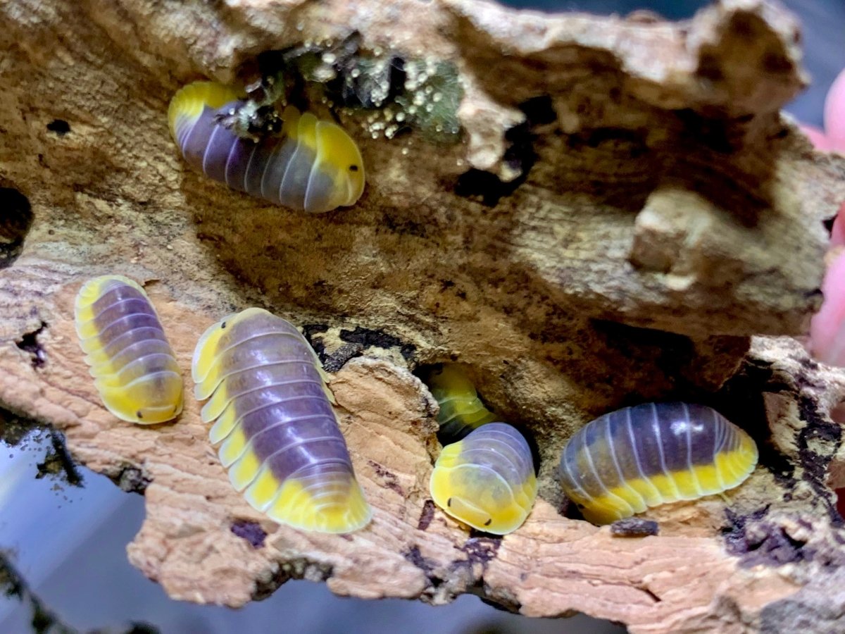 Isopod - Lemon Blue, (Cubaris sp. "Lemon Blue") - Richard’s Inverts