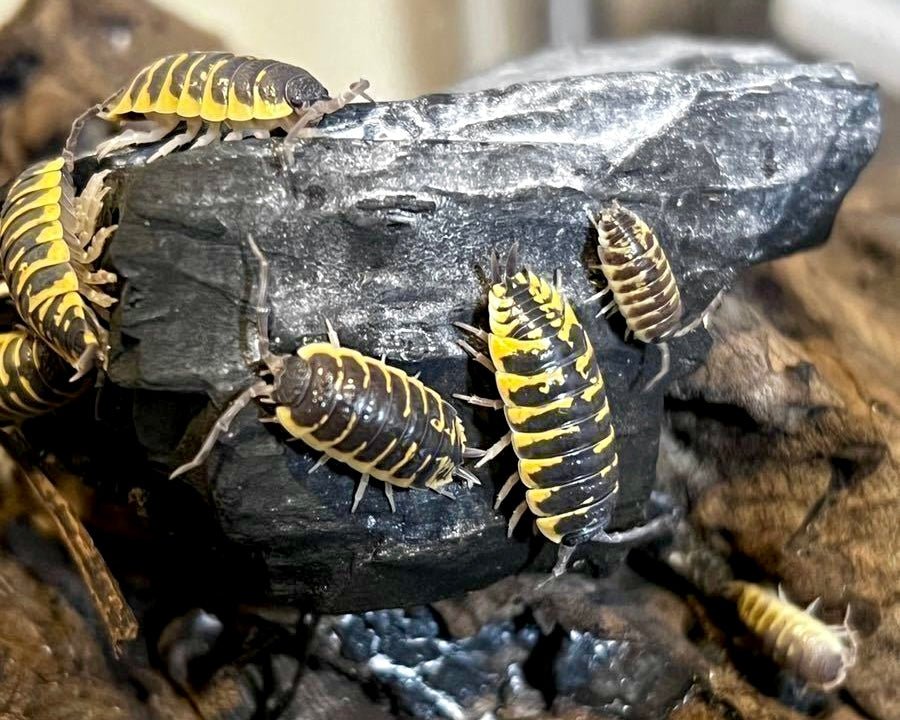 Isopod - Ornate Yellow, (Porcellio ornatus "Yellow") - Richard’s Inverts