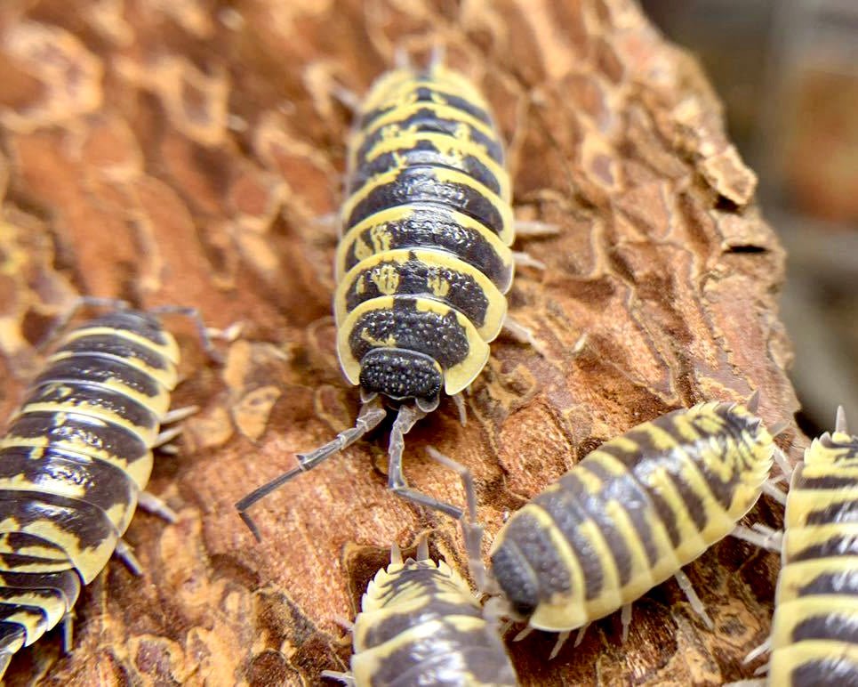 Isopod - Ornate Yellow, (Porcellio ornatus "Yellow") - Richard’s Inverts