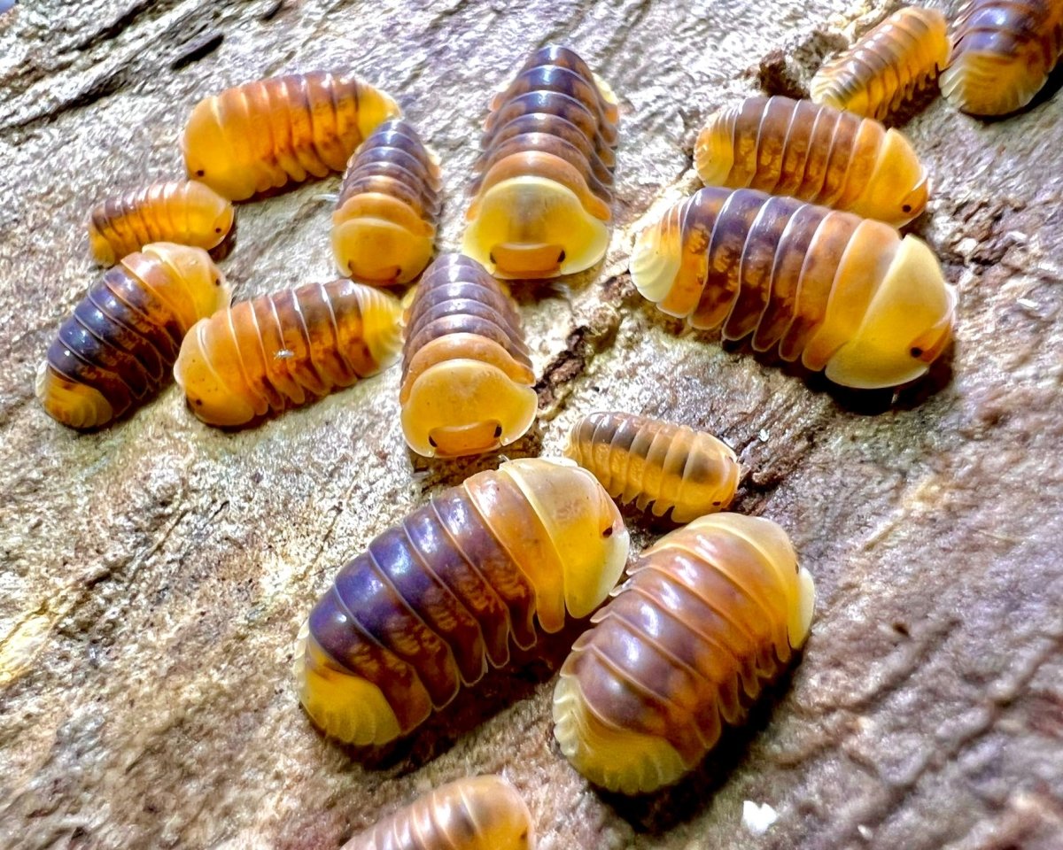 Isopod - Rubber Ducky, (Cubaris sp. "Rubber Ducky") - Richard’s Inverts