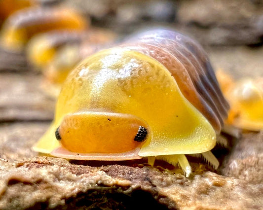 Isopod - Rubber Ducky, (Cubaris sp. "Rubber Ducky") - Richard’s Inverts