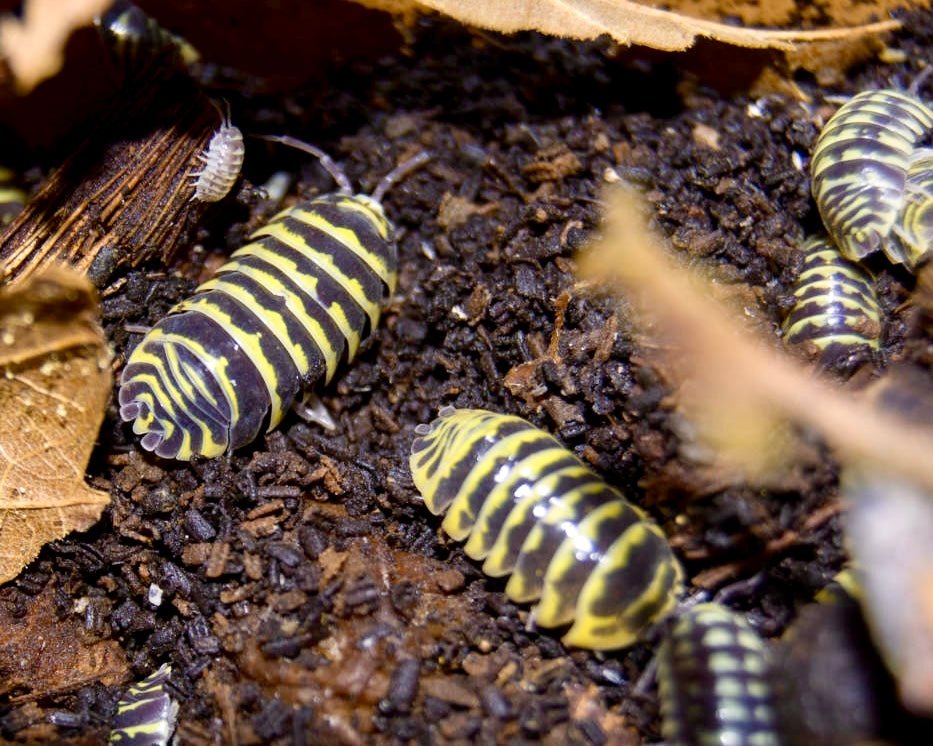 Isopod - Yellow Zebra, (Armadillidium maculatum) - Richard’s Inverts