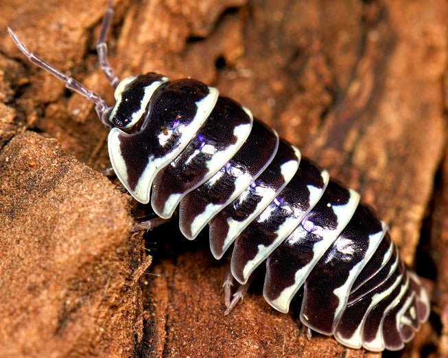 Isopod - Zebra, (Armadillidium maculatum) - Richard’s Inverts