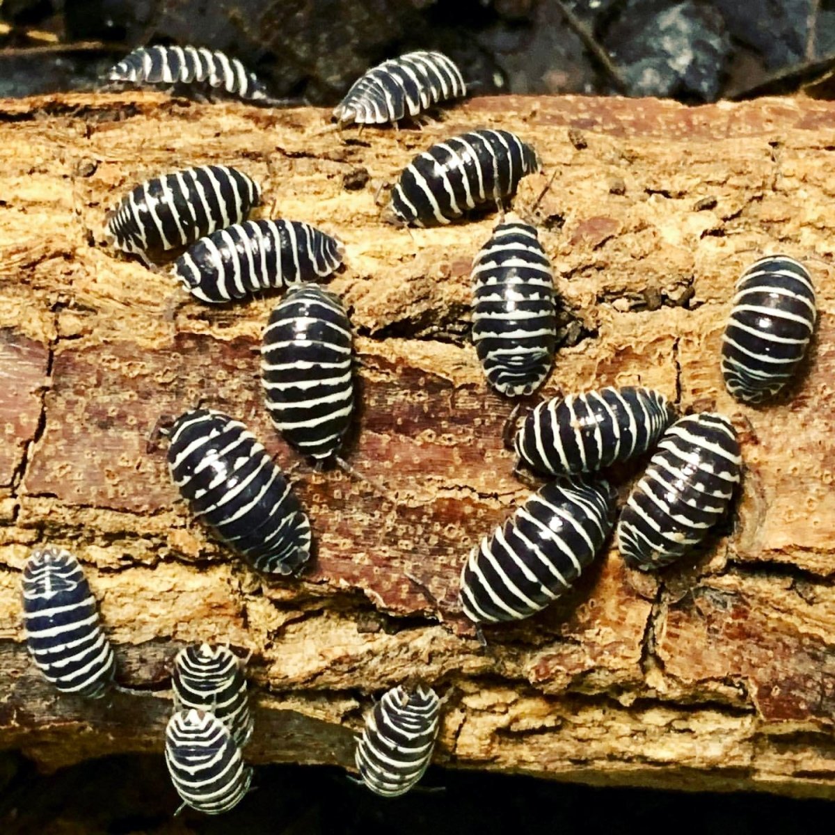 Isopod - Zebra, (Armadillidium maculatum) - Richard’s Inverts