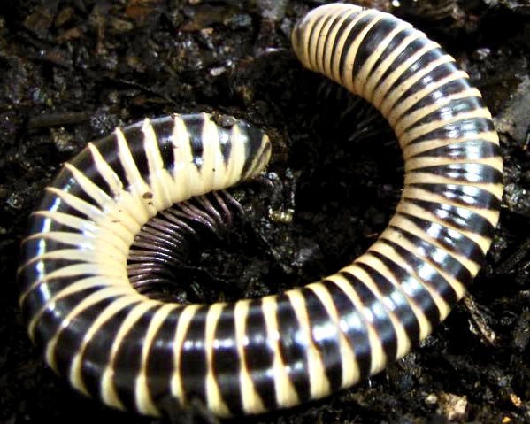 Ivory Millipede, (Chicobolus spinigerus) - Richard’s Inverts