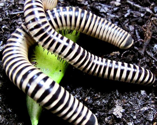 Ivory Millipede, (Chicobolus spinigerus) - Richard’s Inverts