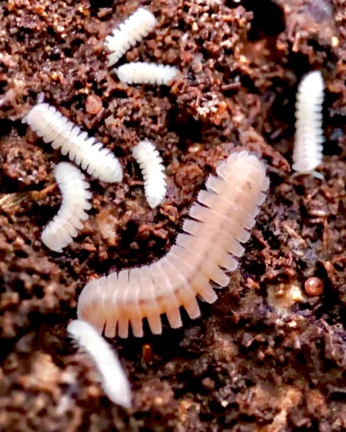 Japanese Fairy Millipede, (Niponia nodulosa) - Richard’s Inverts