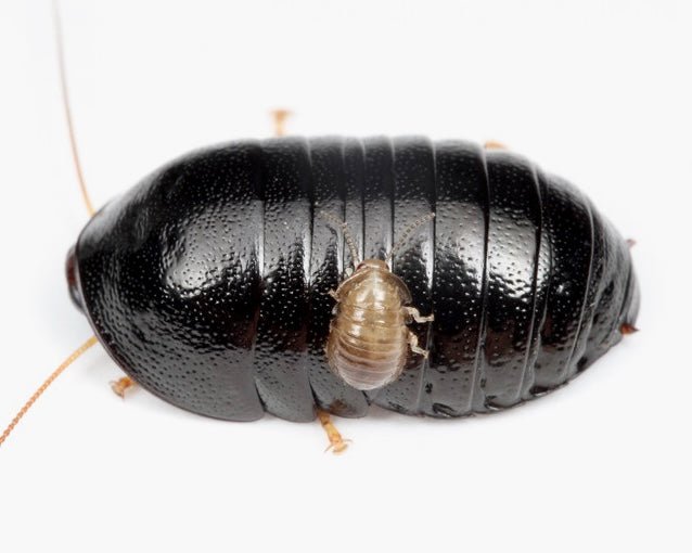 Japanese Roly-Poly Roach, (Perisphaerus pygmaea) - Richard’s Inverts