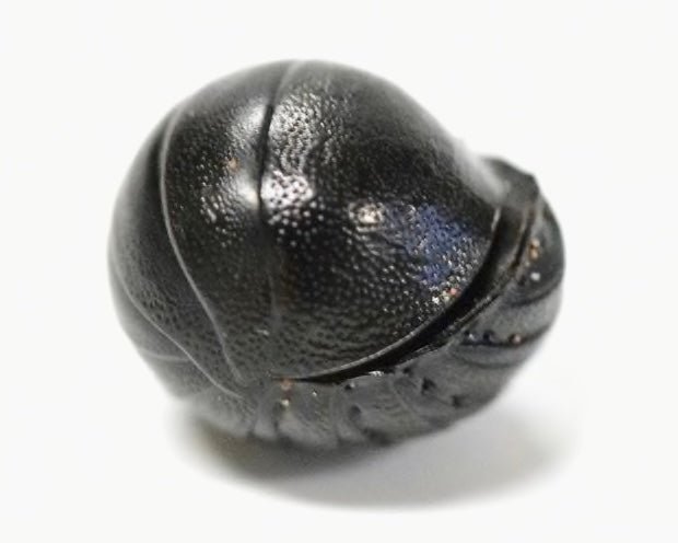 Japanese Roly-Poly Roach, (Perisphaerus pygmaea) - Richard’s Inverts