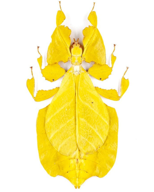 Javanese Leaf Insect, (Pulchriphyllium pulcrifolium) - Richard’s Inverts