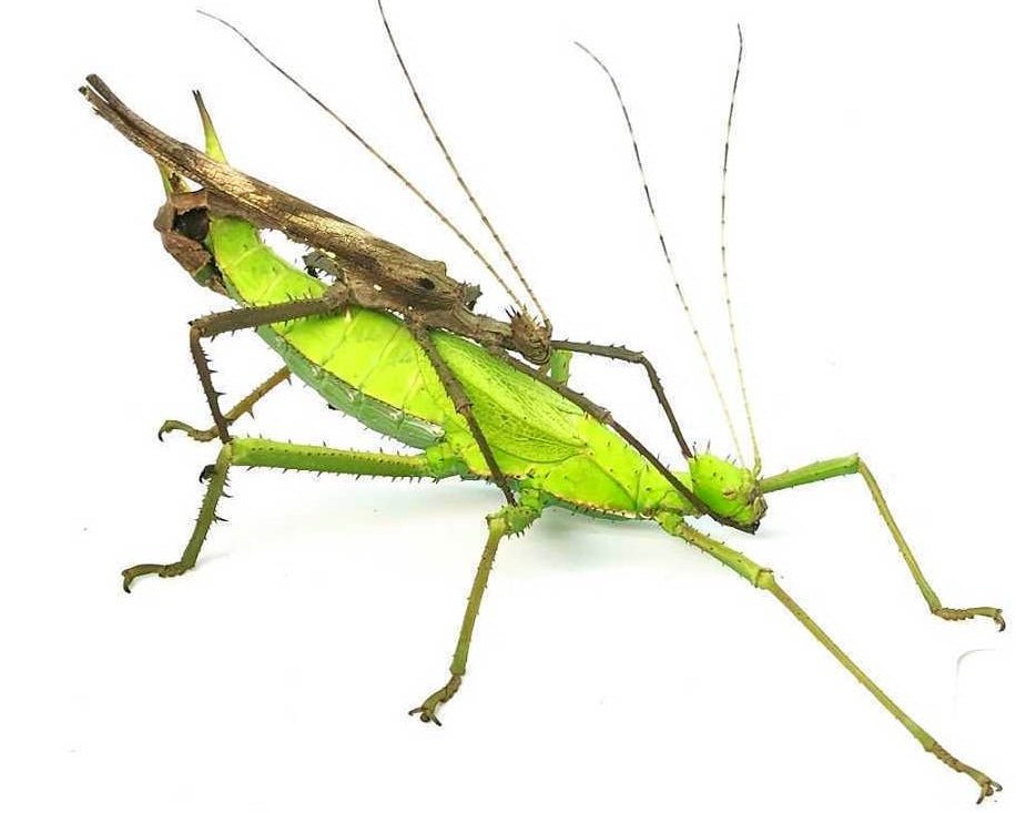 Jungle Nymph Stick Insect, (Heteropteryx dilatata) - Richard’s Inverts
