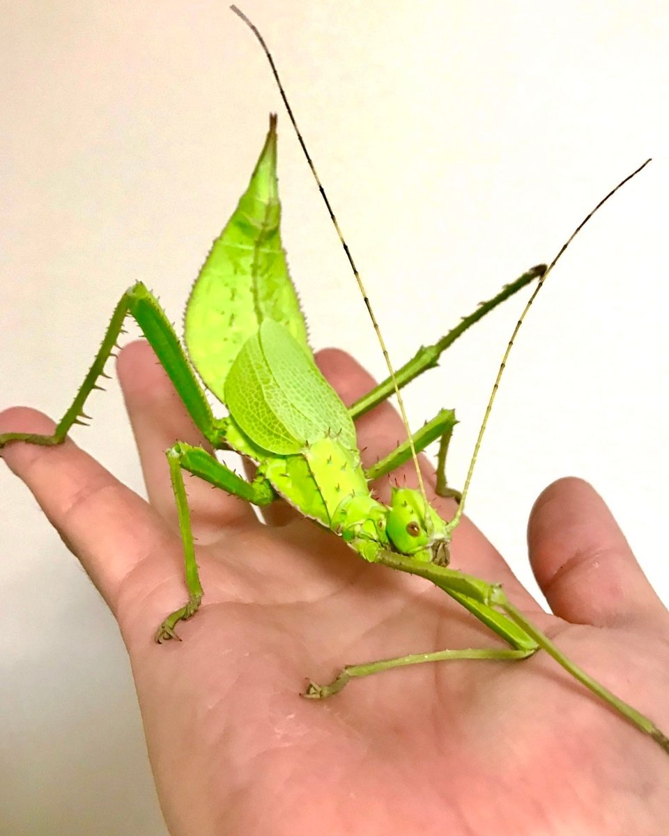 Jungle Nymph Stick Insect, (Heteropteryx dilatata) - Richard’s Inverts