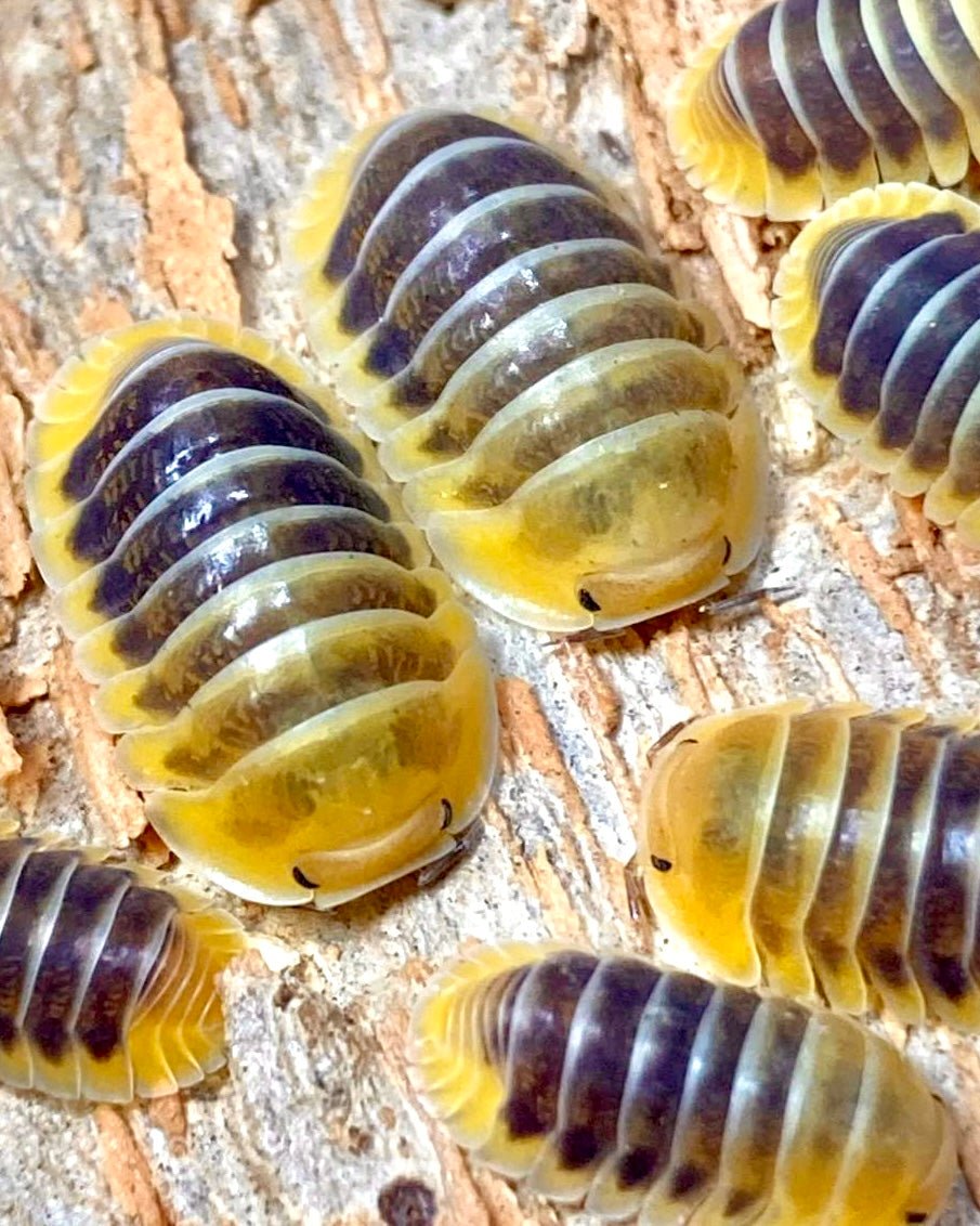 Jupiter Isopod, (Cubaris sp. "Jupiter") - Richard’s Inverts