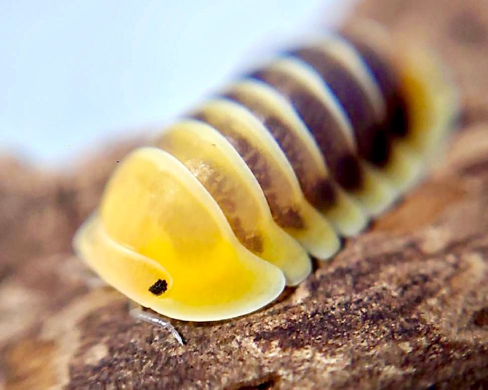 Jupiter Isopod, (Cubaris sp. "Jupiter") - Richard’s Inverts