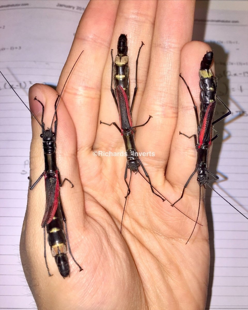 ⨂ Kang's Stick Insect, (Orthomeria kangi "Benguet") - Richard’s Inverts