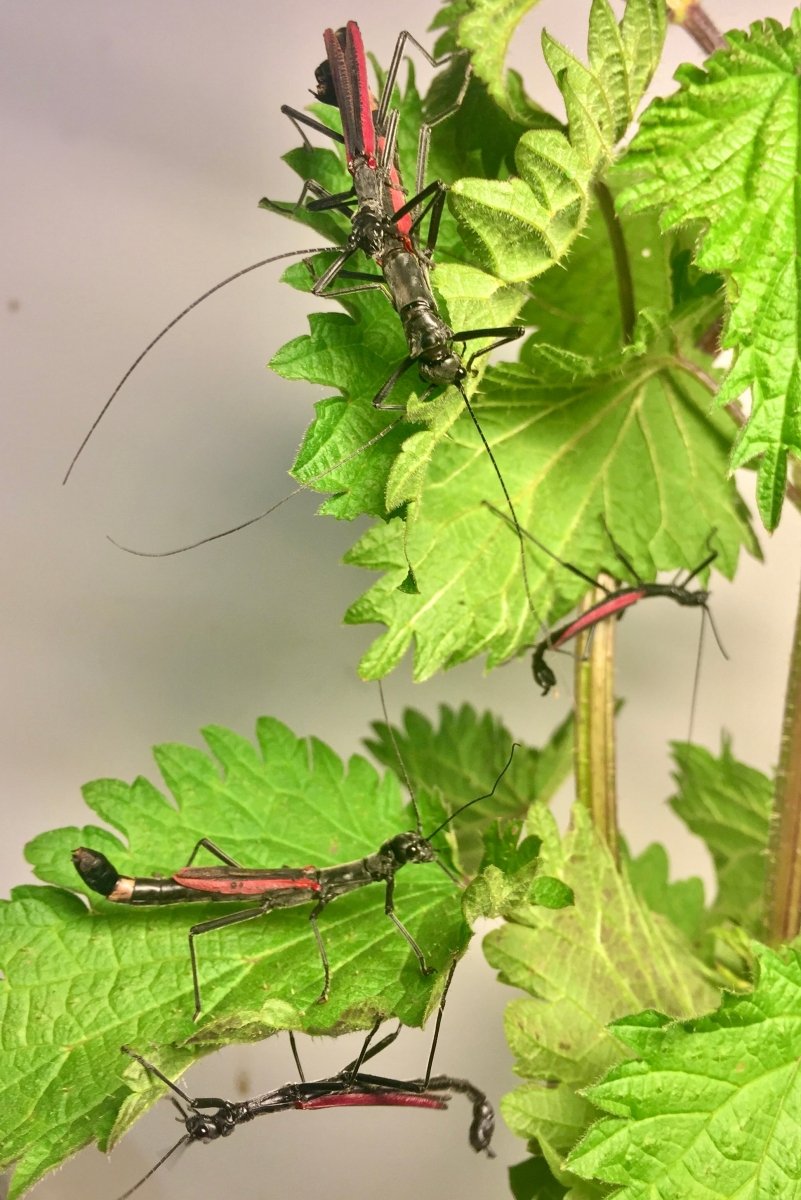Kang's Stick Insect, (Orthomeria kangi "Benguet") - Richard’s Inverts