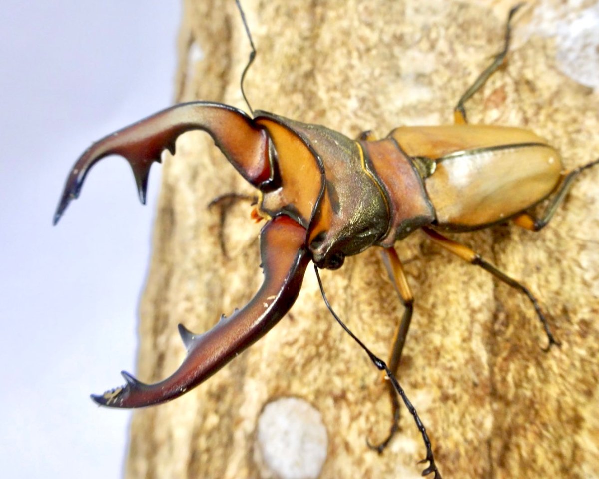 Larvae - Alagari Stag Beetle, (Cyclommatus alagari) - Richard’s Inverts