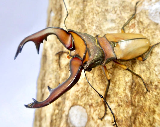 Larvae - Alagari Stag Beetle, (Cyclommatus alagari) - Richard’s Inverts