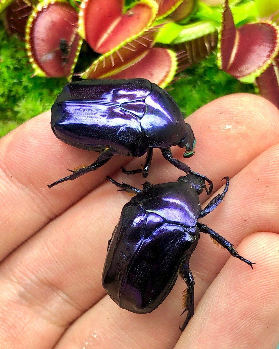 Larvae - Amethyst Flower Beetle, (Protaetia mirifica) - Richard’s Inverts