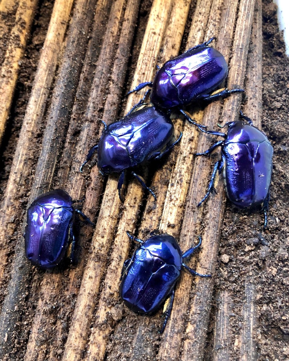 Larvae - Amethyst Flower Beetle, (Protaetia mirifica) - Richard’s Inverts