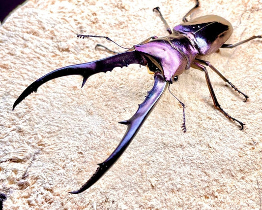 Larvae - "Amethyst" Metallic Stag Beetle, (Cyclommatus metallifer) - Richard’s Inverts