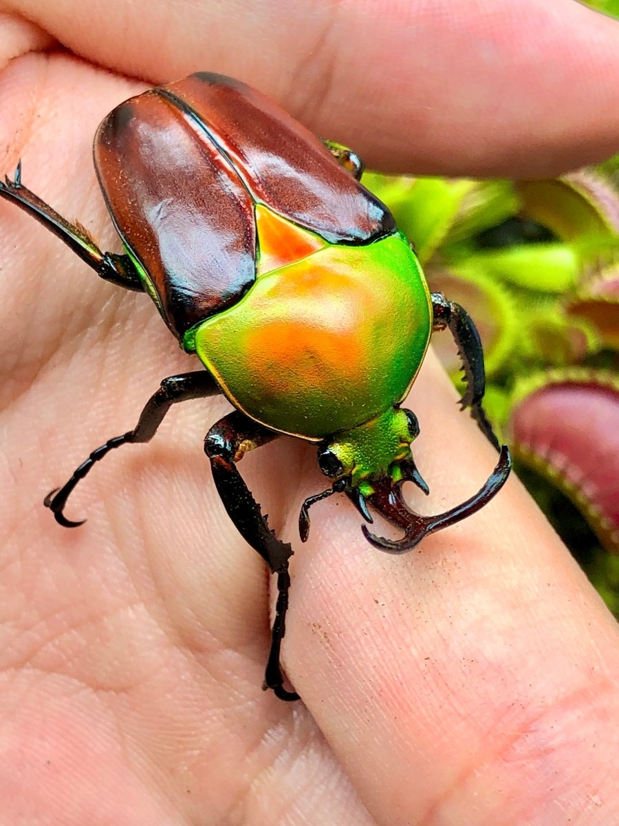 Larvae - Apple Flower Beetle, (Eudicella aethiopica) - Richard’s Inverts