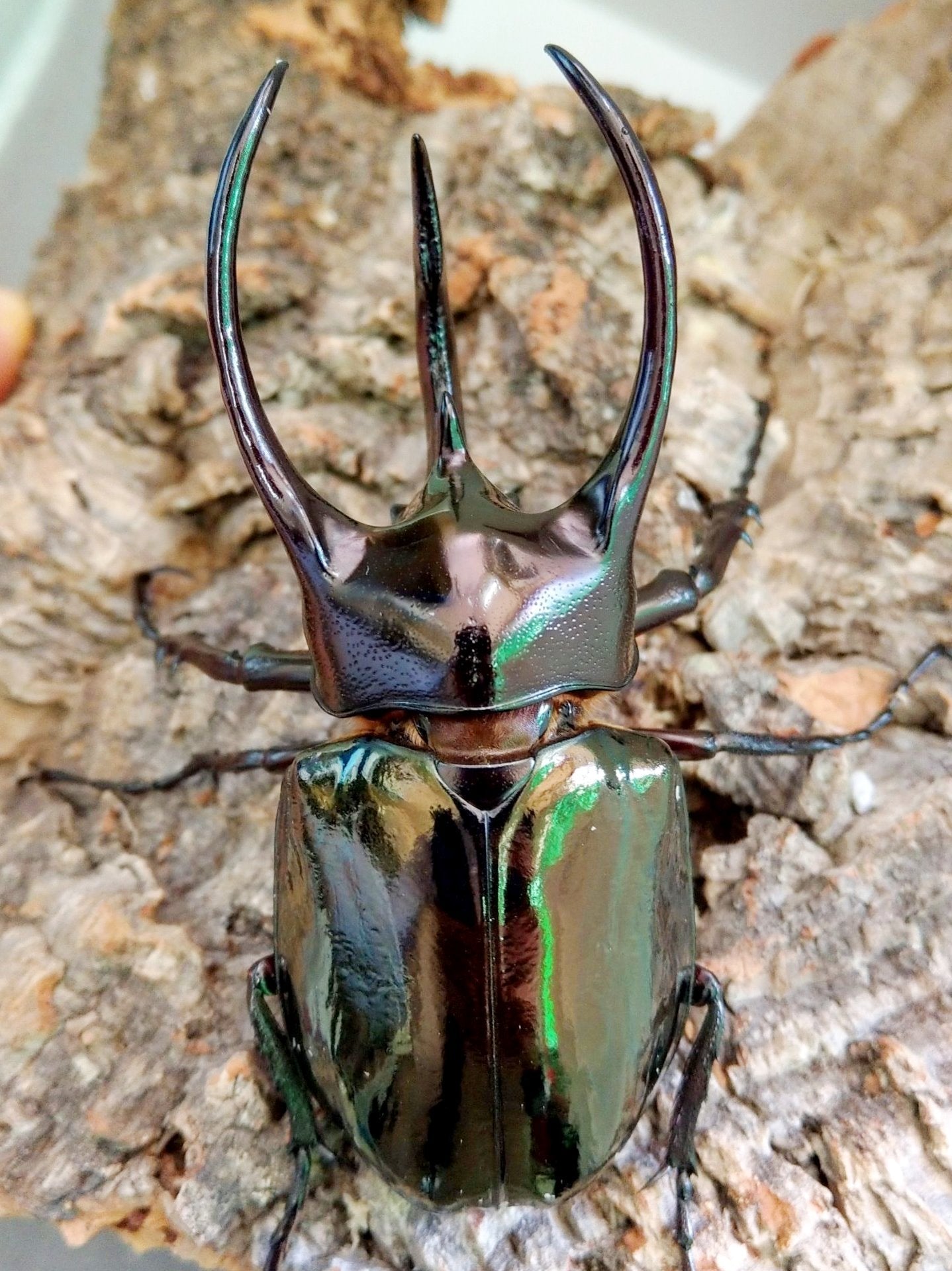 Larvae - Atlas Rhino Beetle, (Chalcosoma atlas) - Richard’s Inverts
