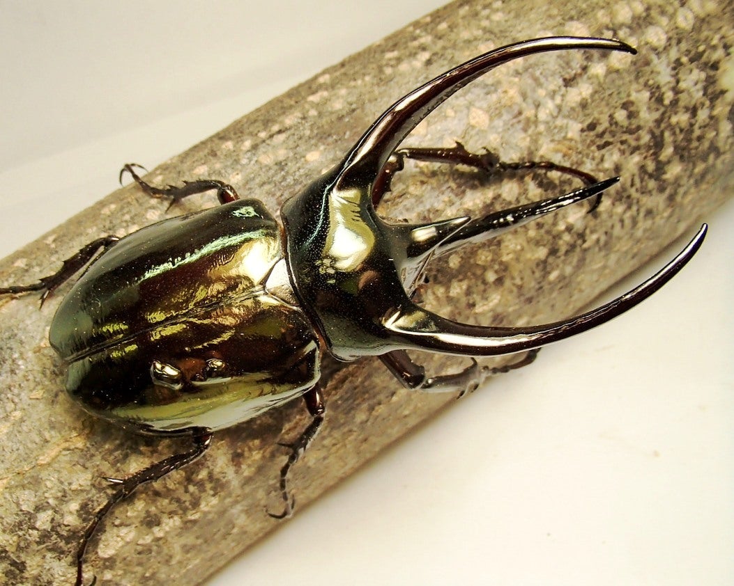 Larvae - Atlas Rhino Beetle, (Chalcosoma atlas) - Richard’s Inverts