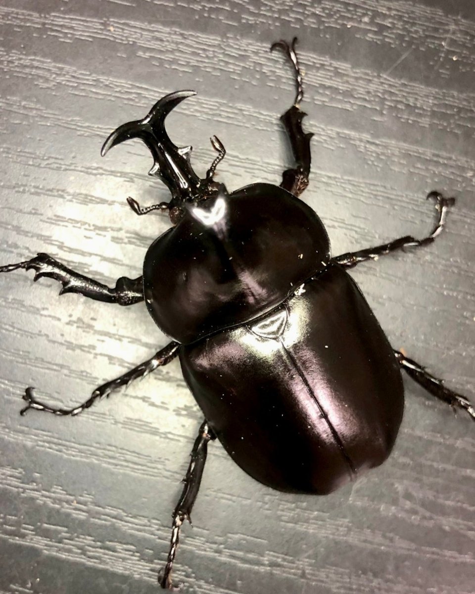 Larvae - Barbed Rhino Beetle, (Xyloscoptes davidi) - Richard’s Inverts