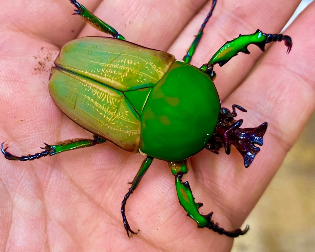 Larvae - Blossom Flower Beetle, (Compsocephalus preussi) - Richard’s Inverts
