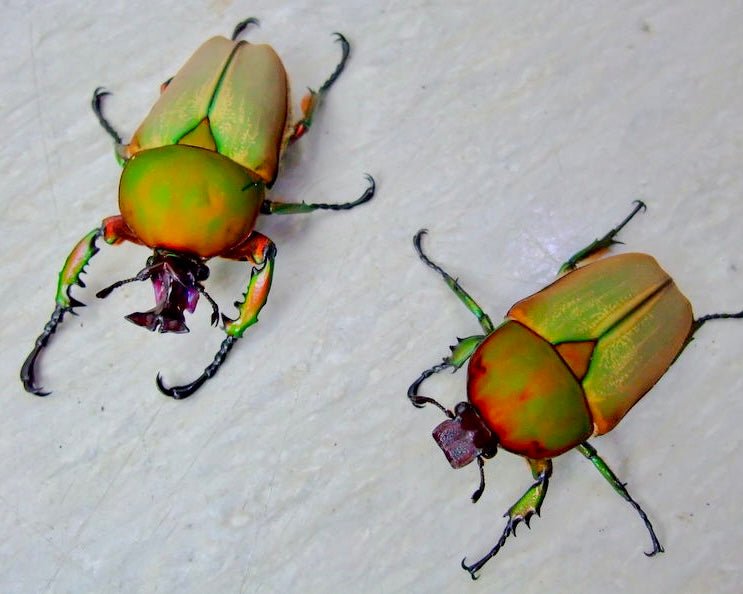 Larvae - Blossom Flower Beetle, (Compsocephalus preussi) - Richard’s Inverts