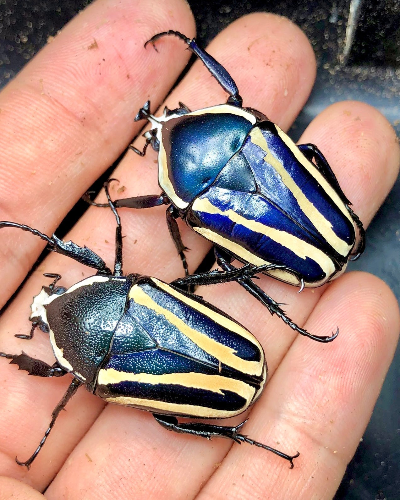 Larvae - "Blue" Purple Flower Beetle, (Dicronorrhina conradsi) - Richard’s Inverts