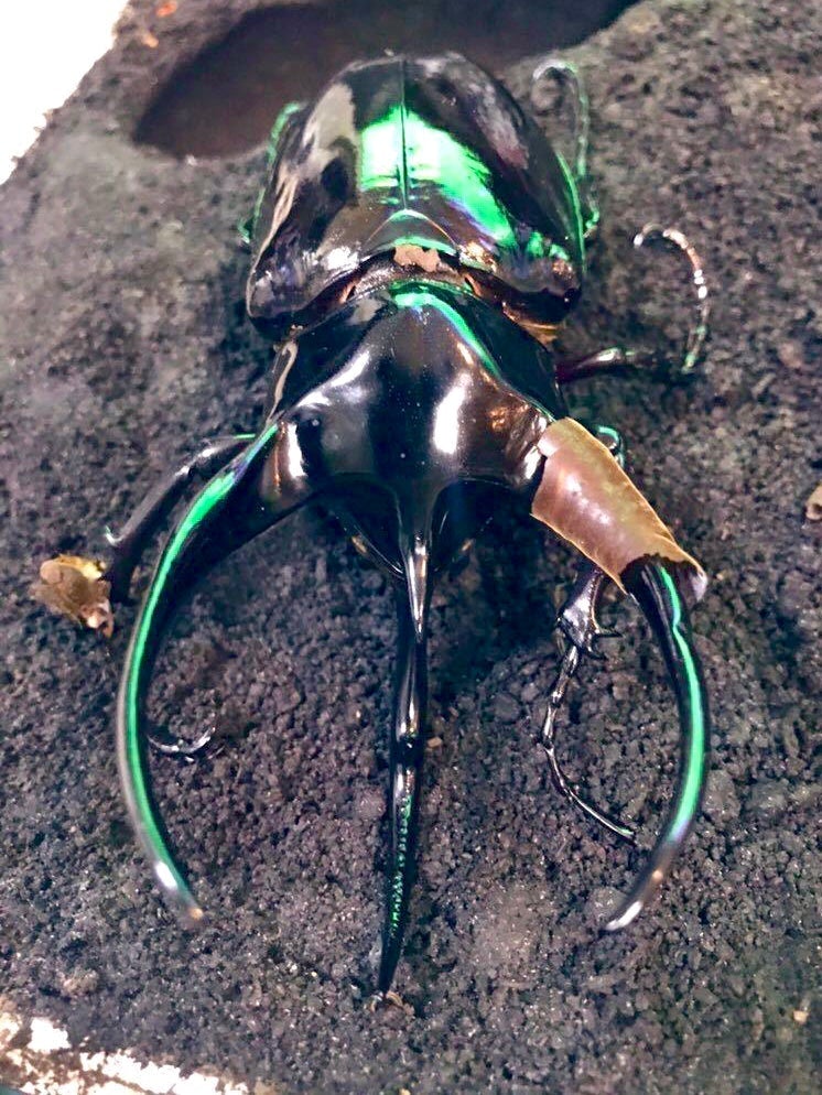 Larvae - Chiron Rhino Beetle, (Chalcosoma caucasus) - Richard’s Inverts