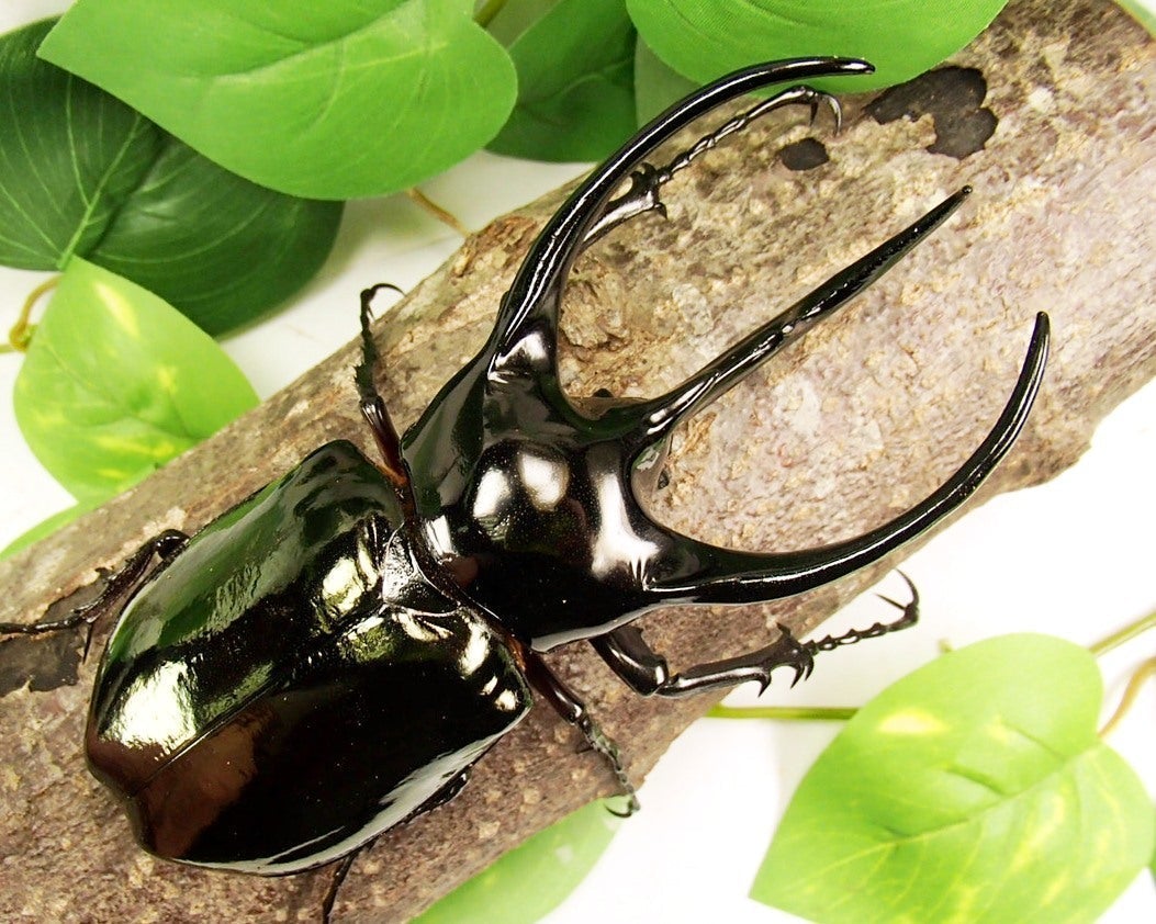 Larvae - Chiron Rhino Beetle, (Chalcosoma caucasus) - Richard’s Inverts