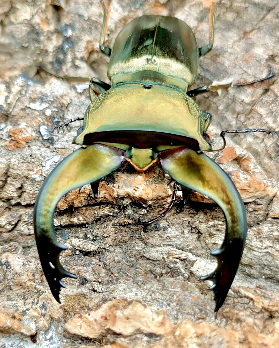 Larvae - Chromium Stag Beetle, (Cyclommatus speciosus) - Richard’s Inverts