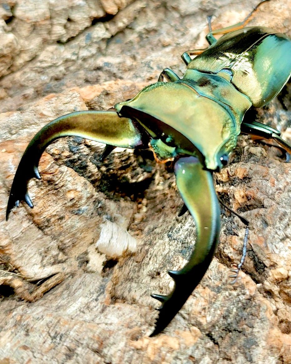 Larvae - Chromium Stag Beetle, (Cyclommatus speciosus) - Richard’s Inverts