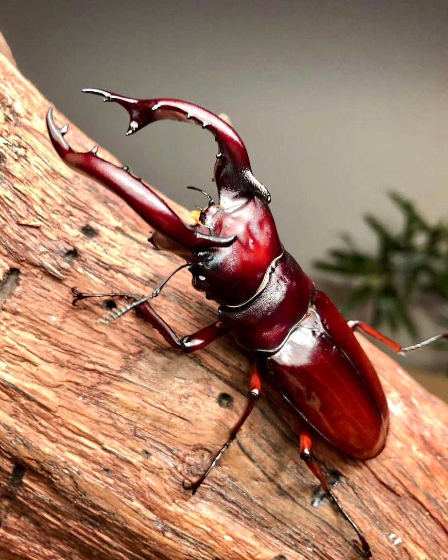 Larvae - "Crimson" Ogre Stag Beetle, (Hexarthius nyishi) - Richard’s Inverts