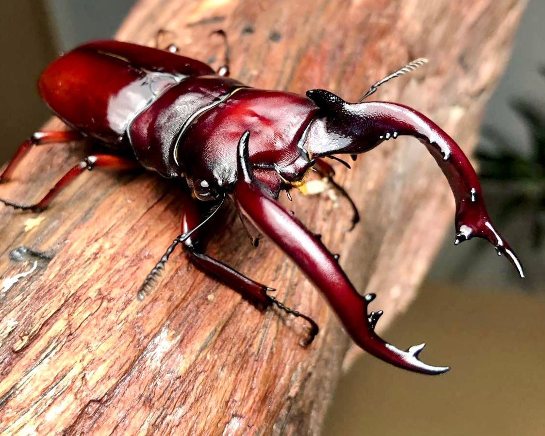 Larvae - "Crimson" Ogre Stag Beetle, (Hexarthius nyishi) - Richard’s Inverts