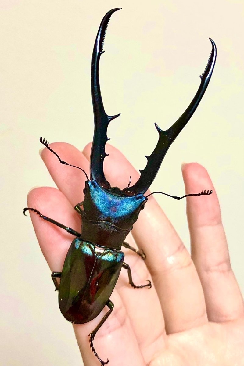 ⨂ Larvae - "Cyan" Metallic Stag Beetle, (Cyclommatus metallifer) - Richard’s Inverts