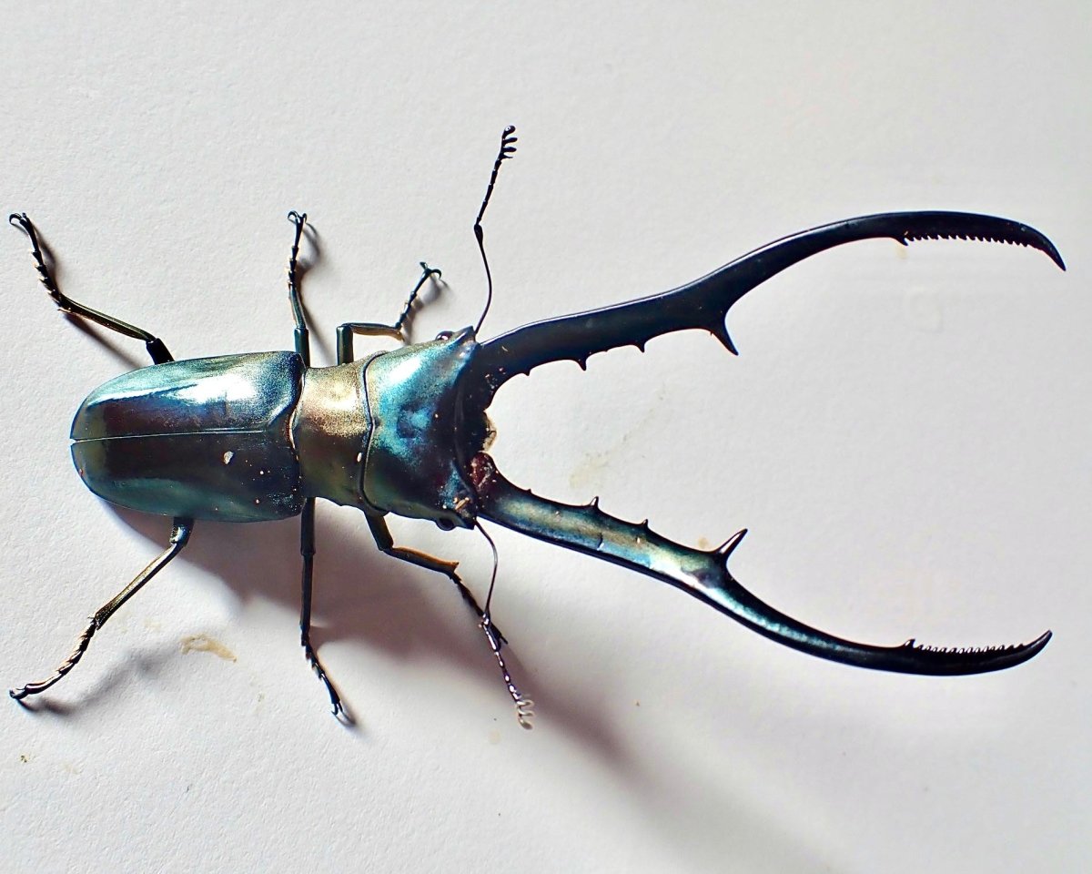 ⨂ Larvae - "Cyan" Metallic Stag Beetle, (Cyclommatus metallifer) - Richard’s Inverts