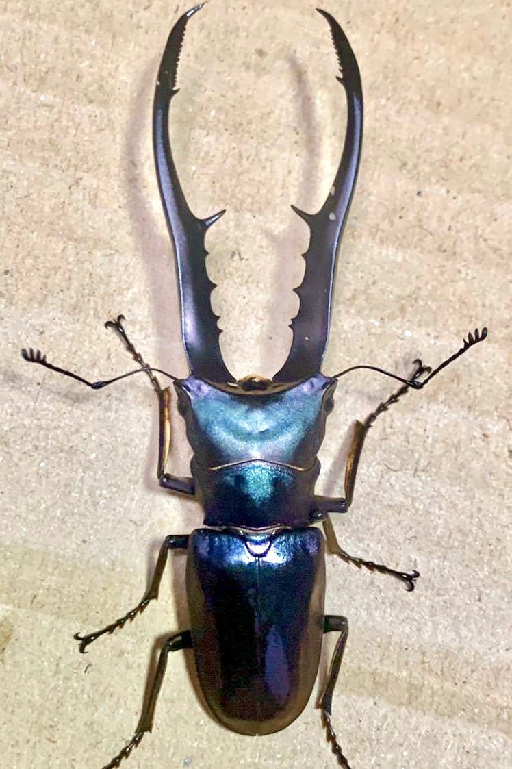 ⨂ Larvae - "Cyan" Metallic Stag Beetle, (Cyclommatus metallifer) - Richard’s Inverts