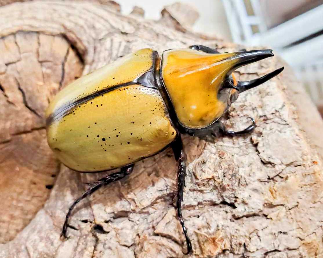 Larvae - Eastern Hercules Rhino Beetle, (Dynastes tityus) - Richard’s Inverts