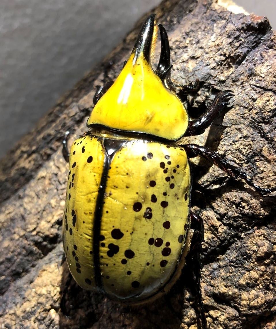 Larvae - Eastern Hercules Rhino Beetle, (Dynastes tityus) - Richard’s Inverts