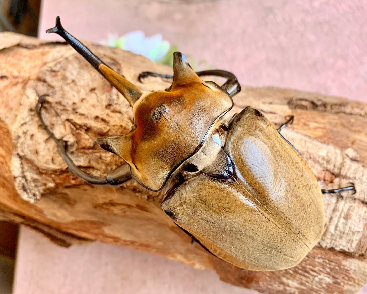 Larvae - Elephant Rhino Beetle, (Megasoma elephas) - Richard’s Inverts