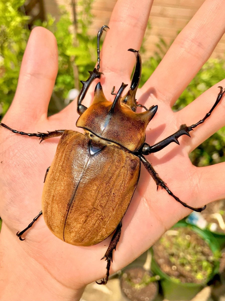 ⨂ Larvae - Elephant Rhino Beetle, (Megasoma typhon) - Richard’s Inverts