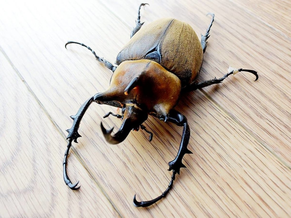 ⨂ Larvae - Elephant Rhino Beetle, (Megasoma typhon) - Richard’s Inverts